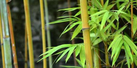 menanam-bambu-di-rumah-maka-anda-akan-beruntung